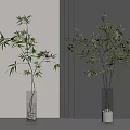 Minimalist Bonsai Plants in Clear Glass Vases with Bamboo and Olive Tree for Indoor Decor