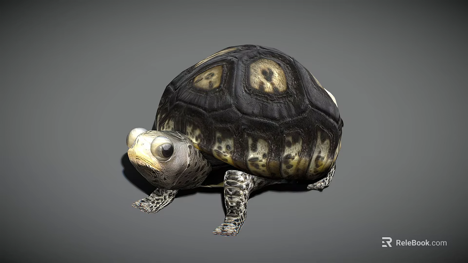 Reptile Tortoise With Black And Yellow Shell Pattern Standing On Gray Background 3d model 