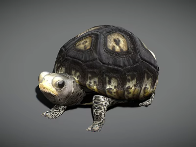 Reptile Tortoise With Black And Yellow Shell Pattern Standing On Gray Background 3d model
