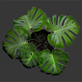 Green Monstera Plant With Large Leaves In Brown Pot On Dark Background