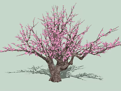 Vibrant Ornamental Arbor With Pink Blossoms Thick Trunk And Spreading Branches 3d model