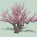 Vibrant Ornamental Arbor With Pink Blossoms Thick Trunk And Spreading Branches