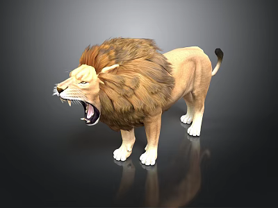 Realistic 3D Lion Model With Roaring Expression Standing On Reflective Black Surface 3d model