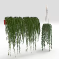 Green Hanging Plants With Long Trailing Leaves On Red Square Holder And Chain Hanger