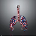 3D Anatomical Model Of Lungs Organ With Trachea And Hair Like Blood Vessels