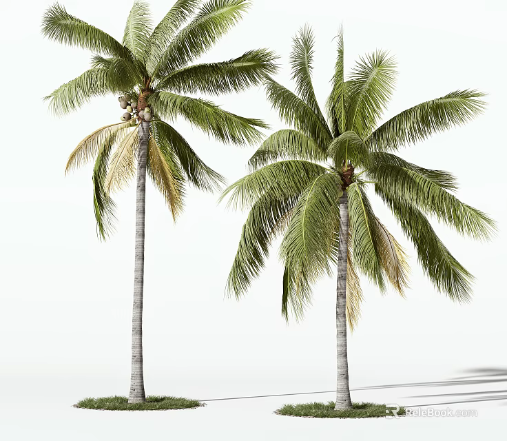 Tall Green Palm Trees With Lush Fronds And Straight Trunks Isolated 3d model 