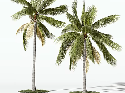 Tall Green Palm Trees With Lush Fronds And Straight Trunks Isolated 3d model