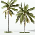 Tall Green Palm Trees With Lush Fronds And Straight Trunks Isolated 3d model