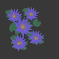 Five Blue Blooming Lotus Flowers With Green Leaves On Black Background
