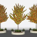 Circular Concrete Tree Planters With Colorful Leaf Trees And Small Base Plants 3d model