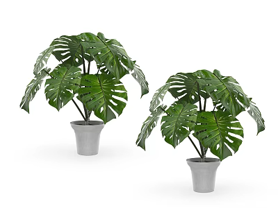 Potted Monstera Plants With Green Leaves In White Pots For Home Decor 3d model