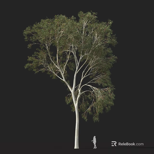 Tall White Trunk Tree with Slender Branches and Green Leaves on Black Background 3d model 