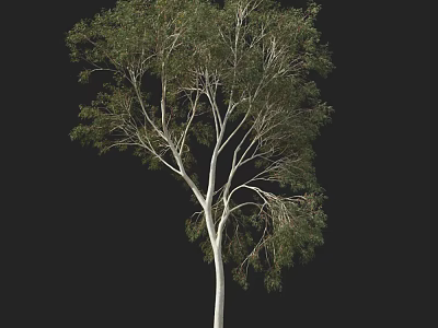 Tall White Trunk Tree with Slender Branches and Green Leaves on Black Background 3d model