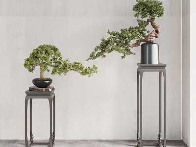 Artistic Bonsai Plants with Curved Branches on Gray Decorative Stands in Minimalist Interior 3d model