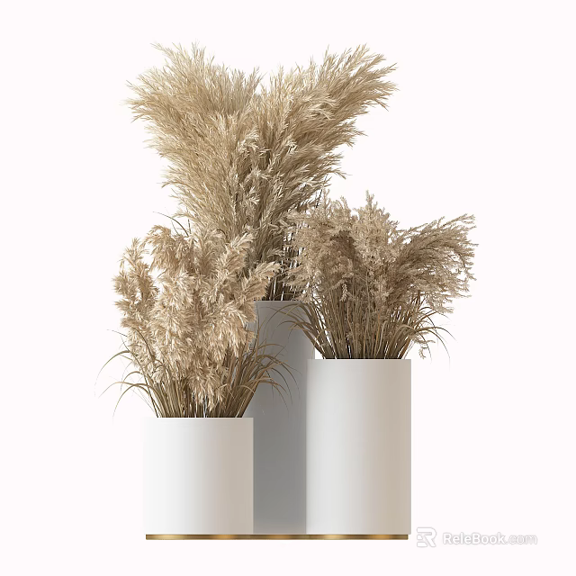 Bonsai Potted Plants in White Modern Pots with Dried Pampas Grass for Home Decoration 3d model 