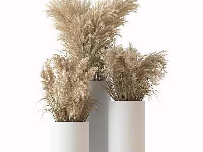 Bonsai Potted Plants in White Modern Pots with Dried Pampas Grass for Home Decoration 3d model