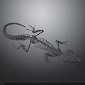 Detailed Anatomical Structure of Lizard Skeleton with Reptile Bone Features and Scientific Model