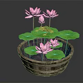 Frog Sitting On Green Lotus Leaf With Pink Flowers In Wooden Bucket