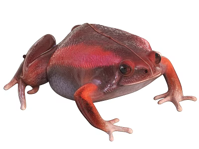 Vibrant Red And Purple Reptile With Smooth Skin And Unique Appearance 3d model