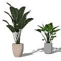 Indoor Decorative Potted Plants With Green Leaves In Different Ceramic Pots On White Background