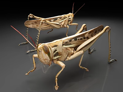 Realistic Brown Grasshoppers With Long Antennae On Gray Surface Background 3d model