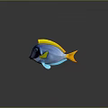 Vibrant Blue Tropical Fish With Yellow Dorsal Fin Blue Pectoral Fin And Yellow Tail