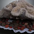 Large Natural Coral Specimen With Colorful Stones And Small Tag On Display Base