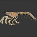 3D Rendered Light Colored Shrimp With Shiny Exoskeleton On Dark Background