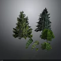 Diverse Green Plants Including Tall Pine Trees and Small Lush Foliage of Various Sizes
