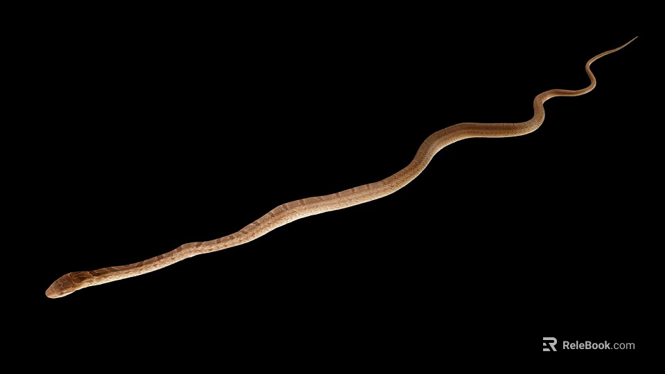 Slender Light Brown Snake With Curved Body Against Black Background 3d model 