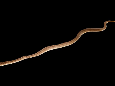 Slender Light Brown Snake With Curved Body Against Black Background 3d model