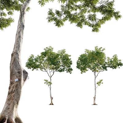 Several Tall Arbor With Thick Trunk And Lush Green Leaves In Natural Form 3d model