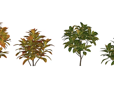 Various Colorful Indoor Foliage Plants With Variegated Leaves For Home Decor 3d model