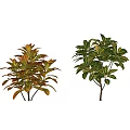 Various Colorful Indoor Foliage Plants With Variegated Leaves For Home Decor