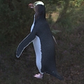 Species of the genus Yellow-eyed Penguin Ornithocelinae Penguin 3d model