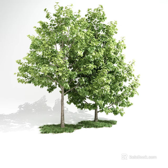 Tall Arbor Trees With Lush Green Leaves Straight Trunks And Surrounding Grass On White Background 3d model 