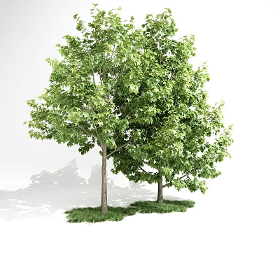 Tall Arbor Trees With Lush Green Leaves Straight Trunks And Surrounding Grass On White Background 3d model