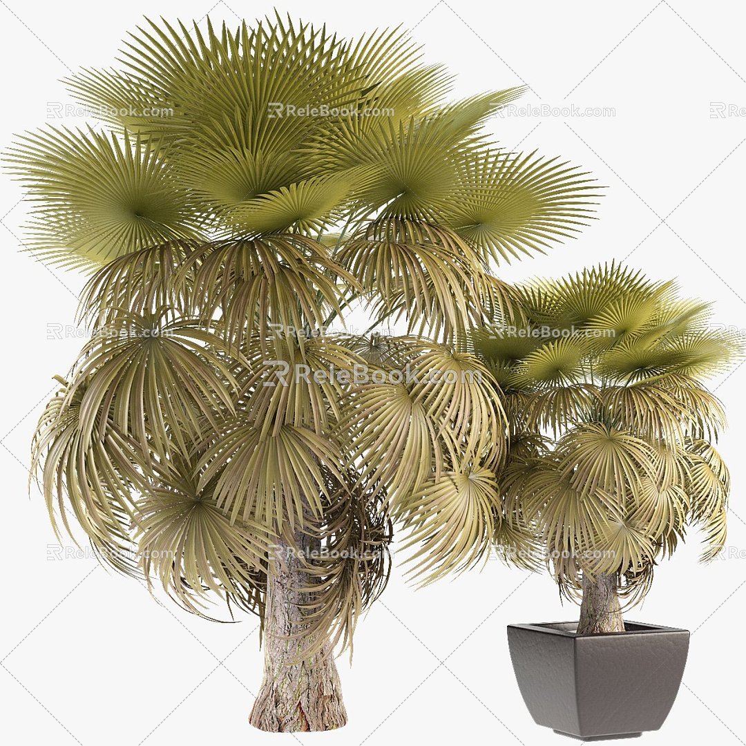 tree potted california palm tree tropical tree plant green plant 3d model