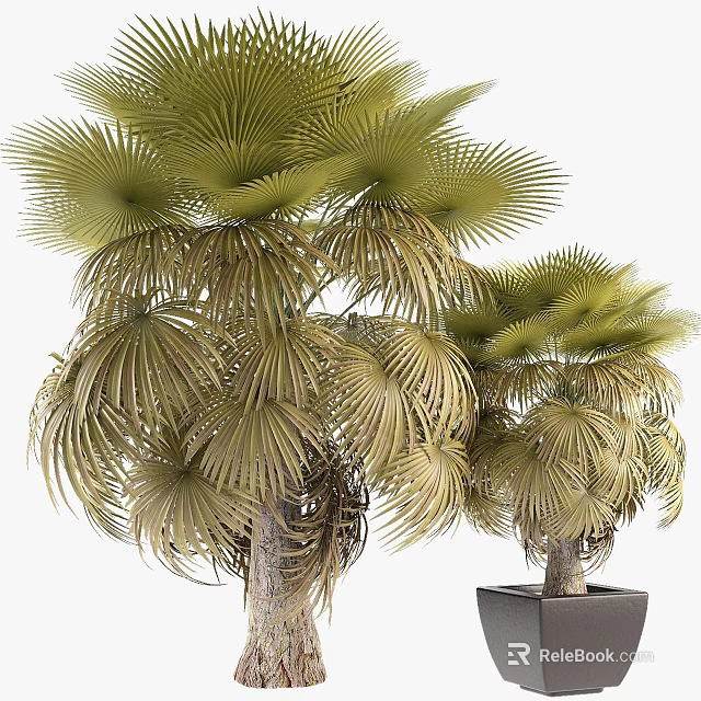 Lush Green Palm Trees With Fan Shaped Leaves Thriving In Outdoor Garden Space 3d model 