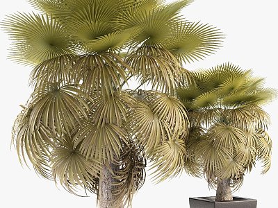 tree potted california palm tree tropical tree plant green plant 3d model