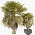 Lush Green Palm Trees With Fan Shaped Leaves Thriving In Outdoor Garden Space