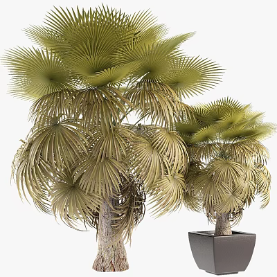 Lush Green Palm Trees With Fan Shaped Leaves Thriving In Outdoor Garden Space 3d model