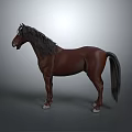 Brown Horse With Black Mane And Tail Standing On Gray Background With White Hooves