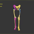 3D Anatomical Model of Human Pelvis and Leg Bones Detailed Structure