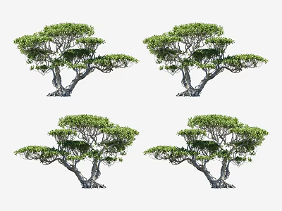 Four Landscape Trees with Lush Green Canopy and Curved Trunks for Garden Decoration 3d model