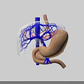 3D Medical Illustration of Abdominal Organs Showing Liver Stomach and Blood Vessels
