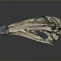 parrot skull hawk skull bird skull bird fossil 3d model