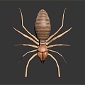 Modern spider Sun-avoidance spider Poisonous spider Great spider 3d model