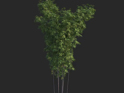 Bamboo Plant with Lush Green Foliage Slender Stems and Natural Growth Form 3d model