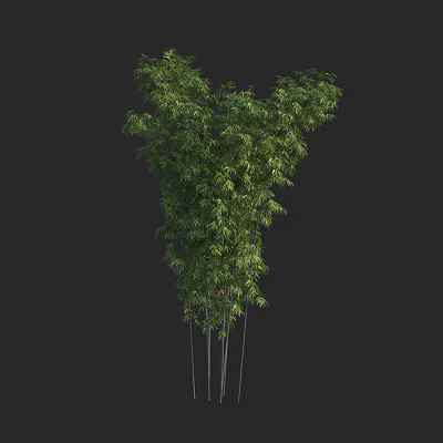 Bamboo Plant with Lush Green Foliage Slender Stems and Natural Growth Form 3d model